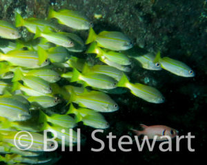 A school of snapper follow a squirrelfish around the hull of the Alma Jane in Puerto Galera, Philippines. Photo taken on August 25th, 2016.