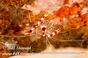 Banded boxer coral shrimp photographed during a night dive on Sabang Wrecks, Puerto Galera, Philippines.